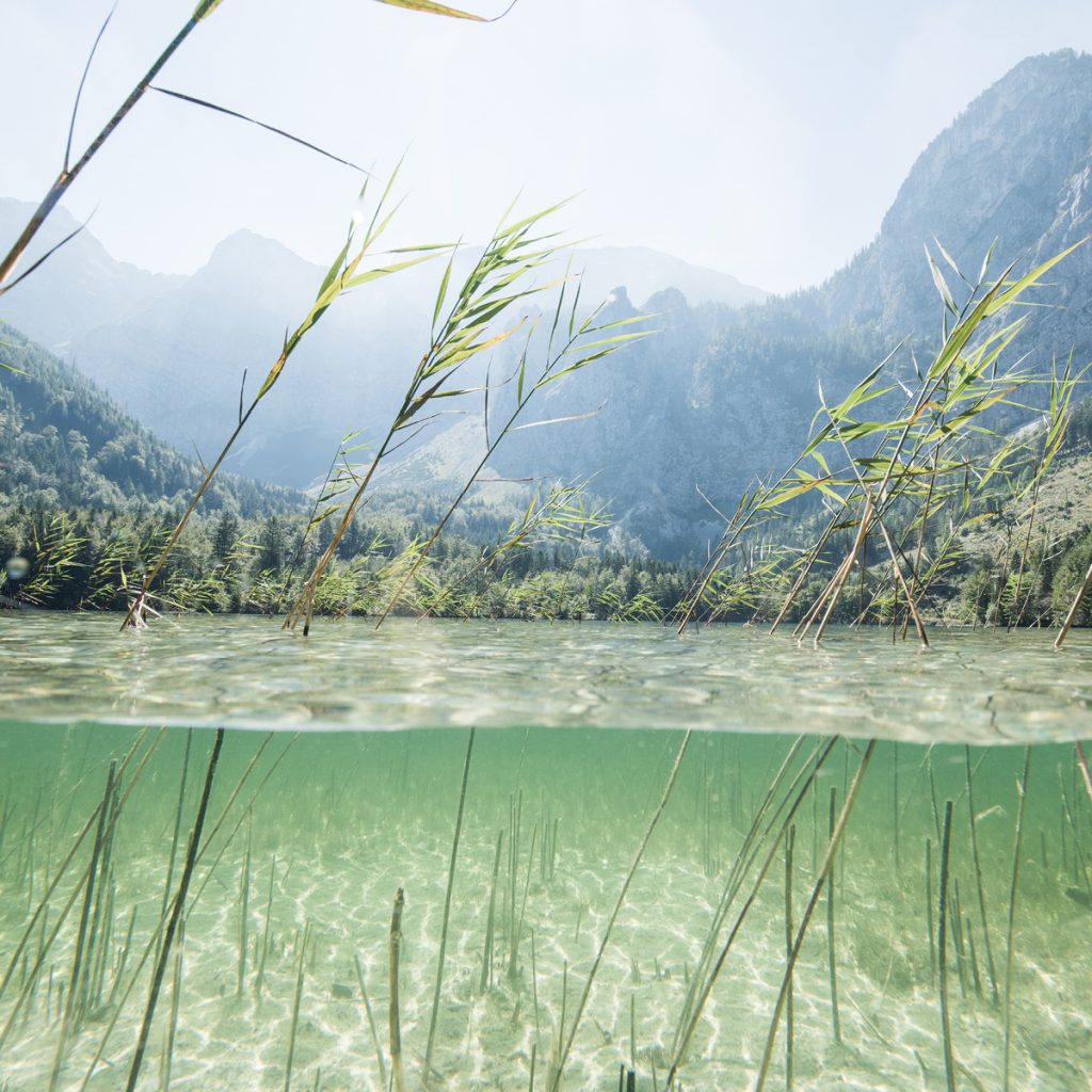Das Bild zeigt einen oberösterreichischen See mit Schilf über und unter Wasser sowie Berge im Hintergrund.